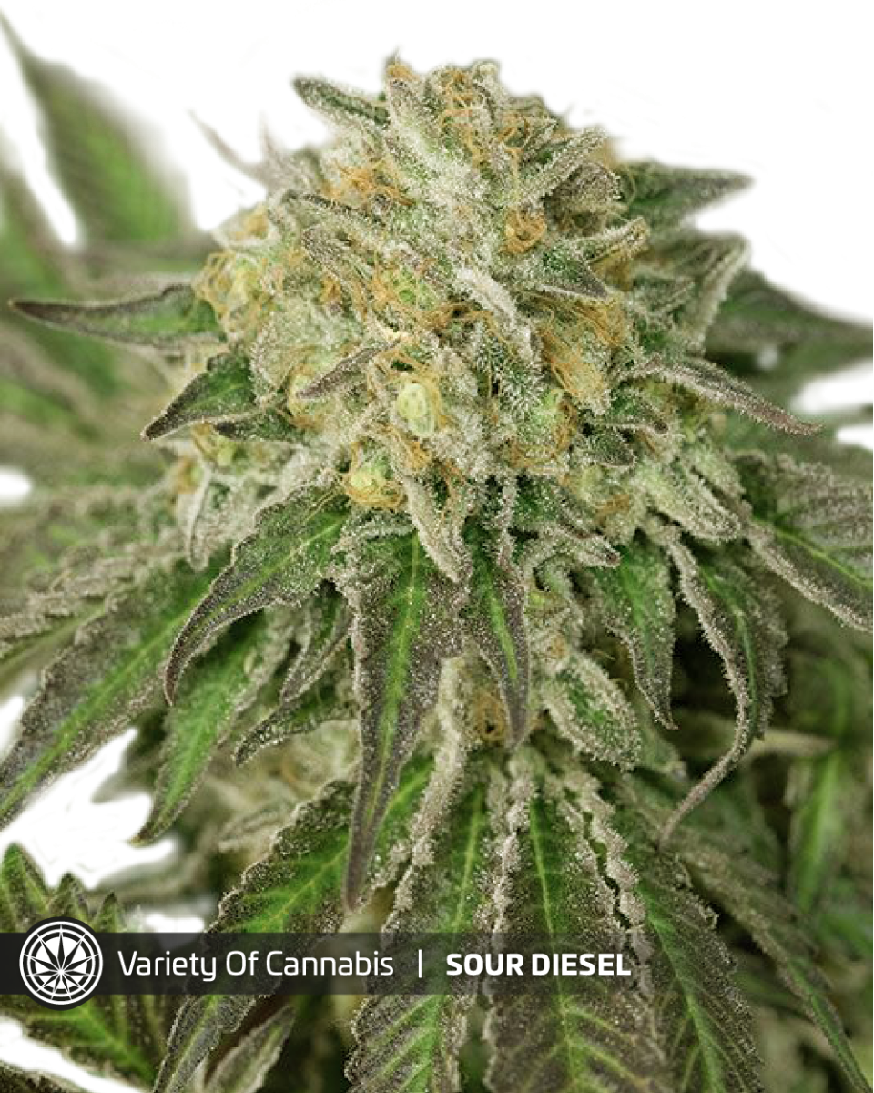 An image of Sour Diesel