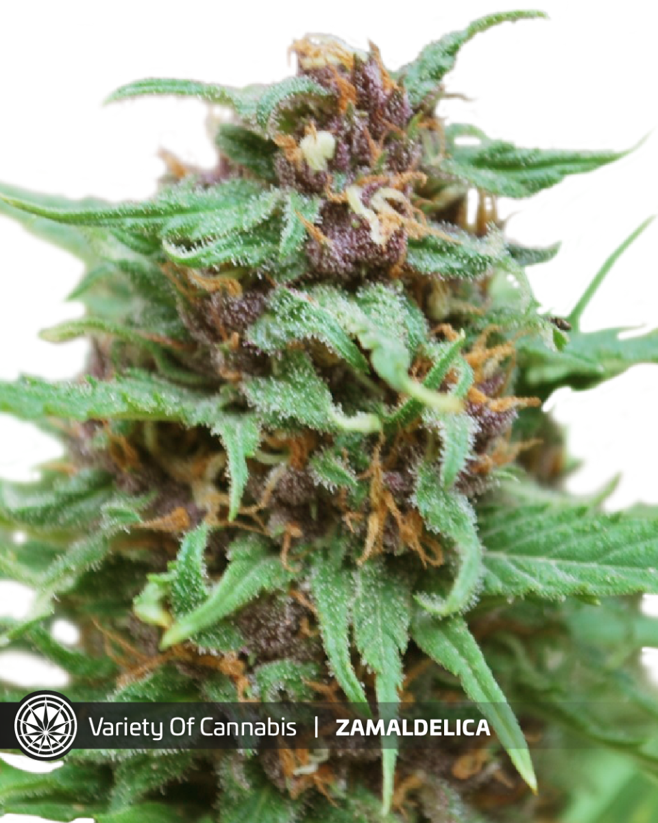 An image of Zamaldelica