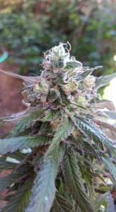 An image of Sweet Skunk