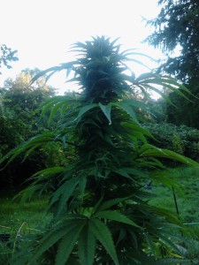 An image of Vashon Early Bird