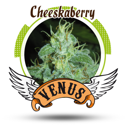 An image of Cheeskaberry