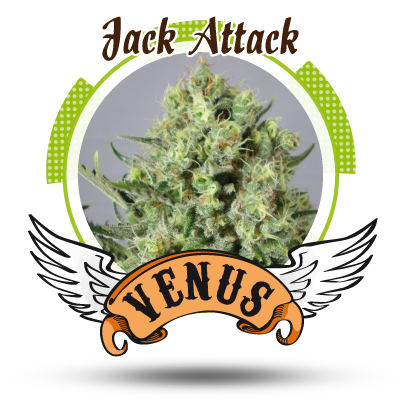 An image of Jack Attack