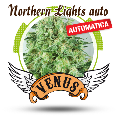 An image of Northern Lights auto
