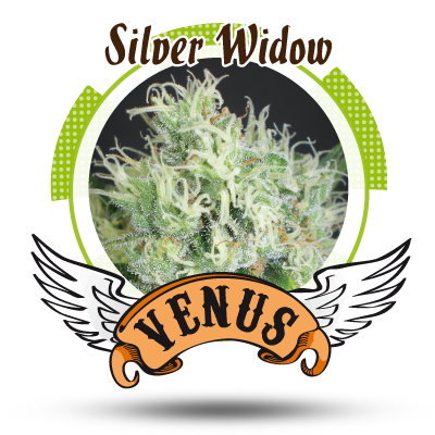 An image of Silver Widow