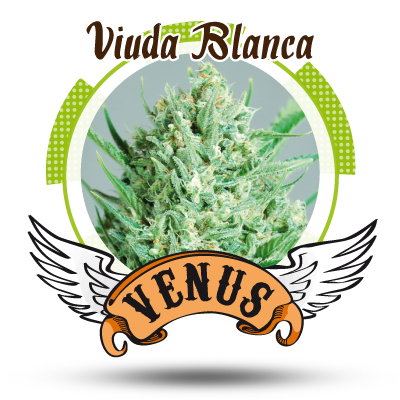 An image of Viuda Blanca