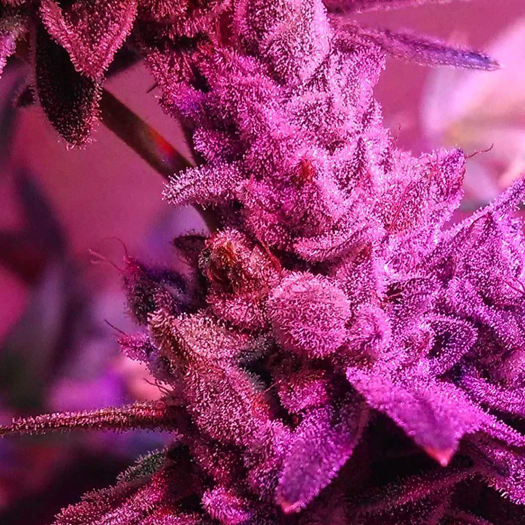 An image of Chem Valley Bubble Funk