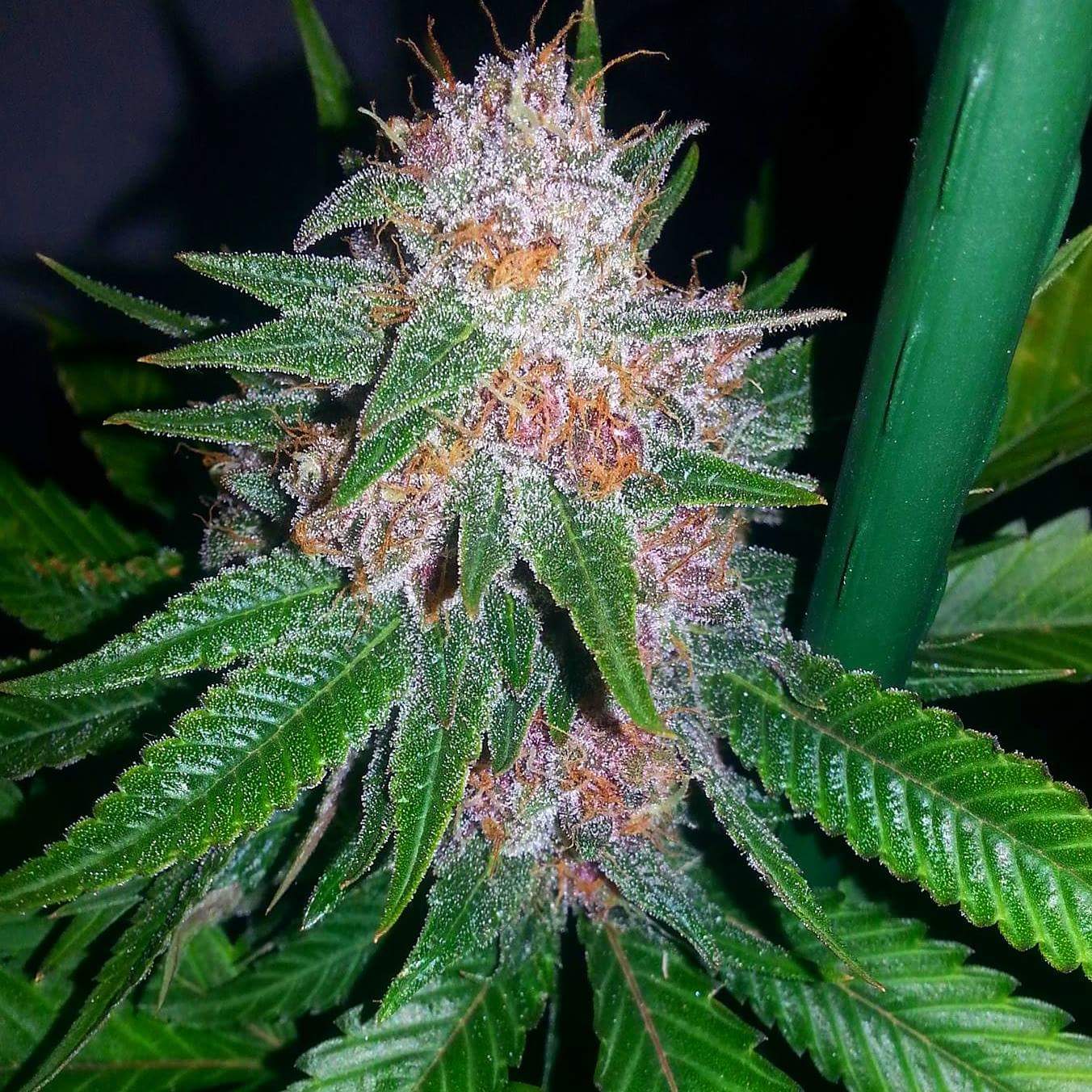 An image of Grand Daddy Pink