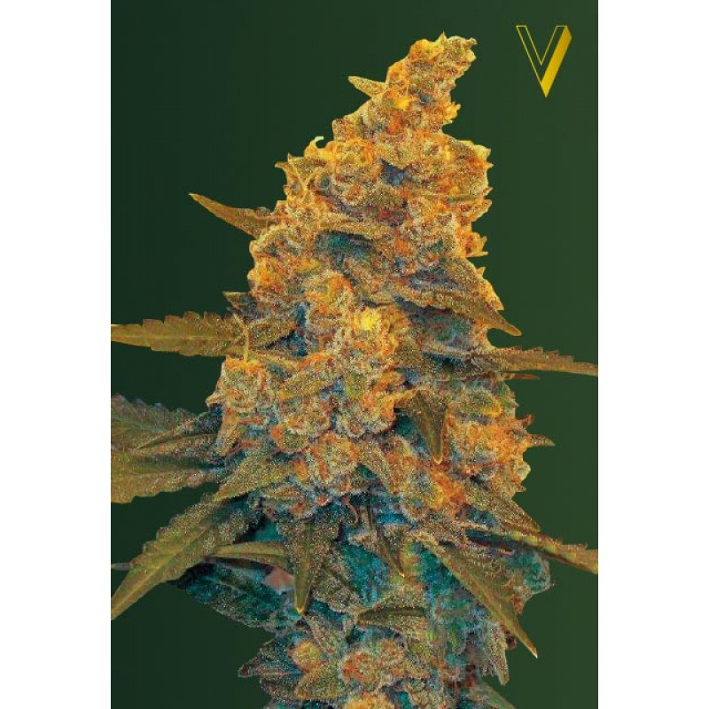 An image of Auto Blow Dream