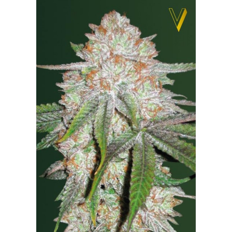 An image of Auto Chocodope