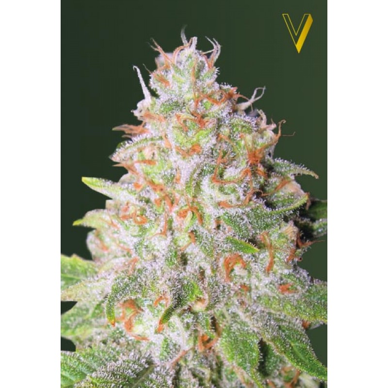An image of Auto Green Wild Shark