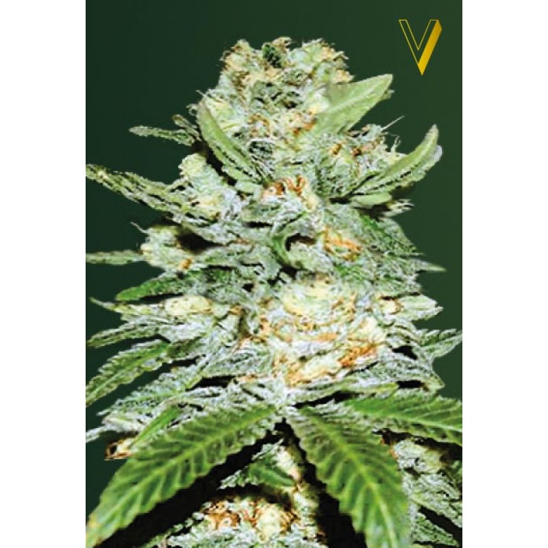 An image of Auto Jack Hammer