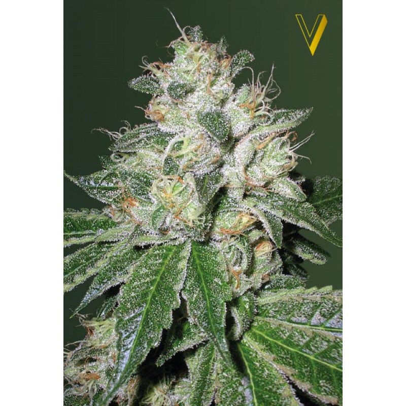 An image of Auto OG Kush