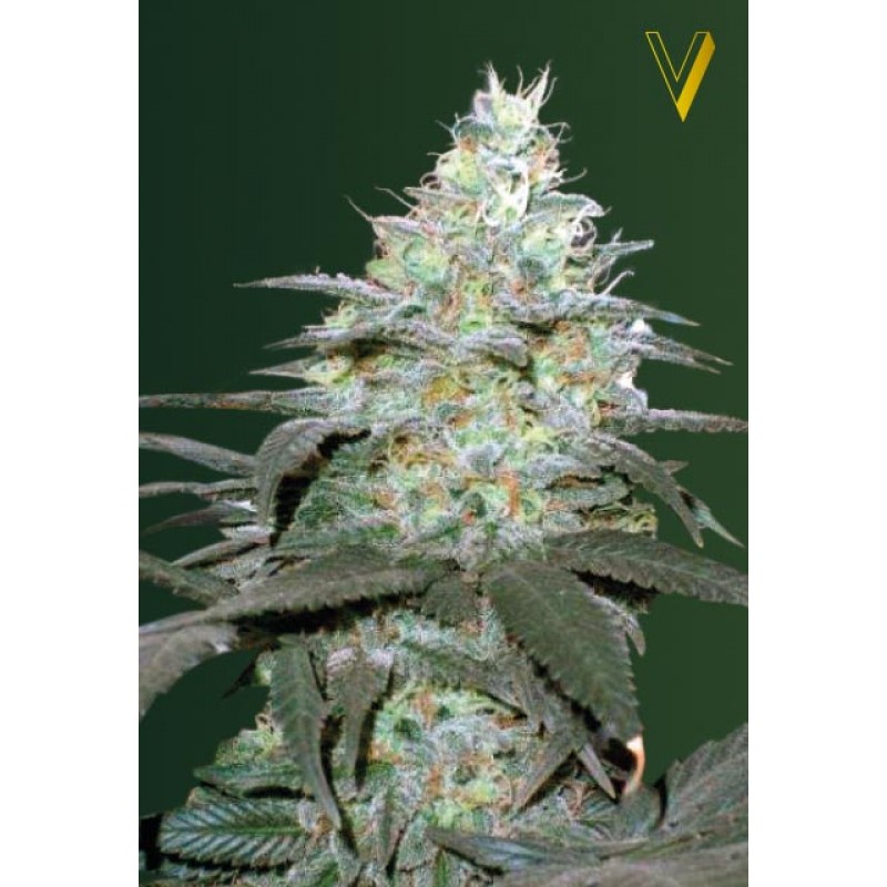 An image of Auto Orginal Berry