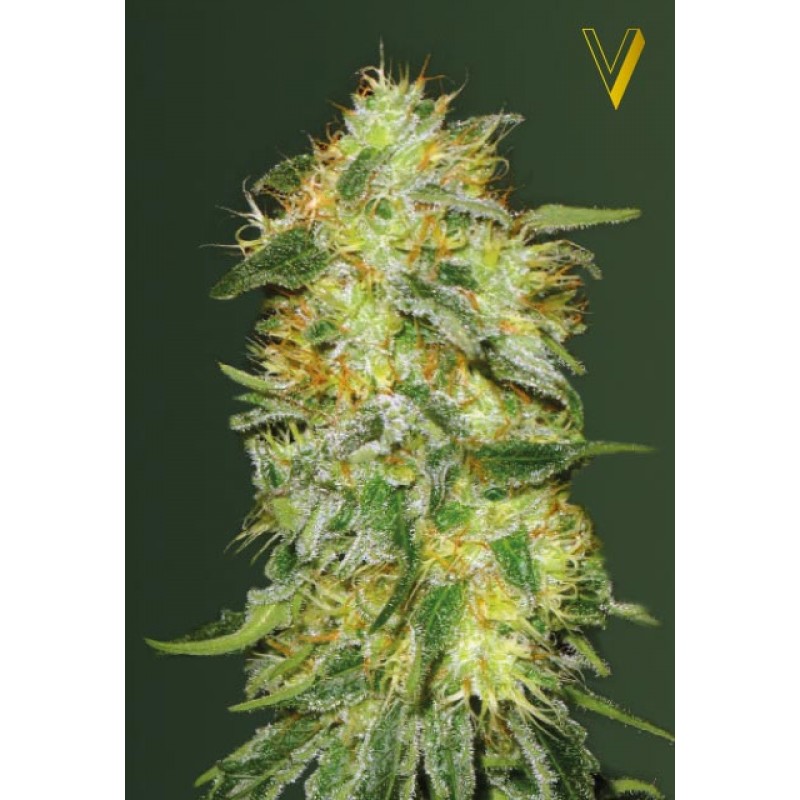 An image of Auto Original Limonade Skunk