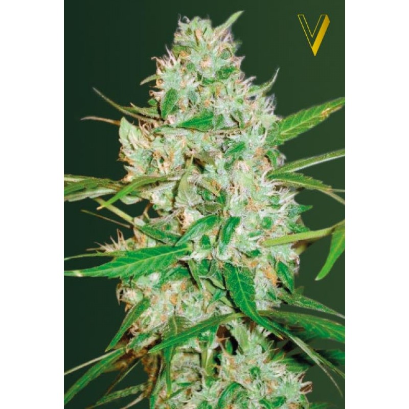 An image of Auto Red Russian XXL