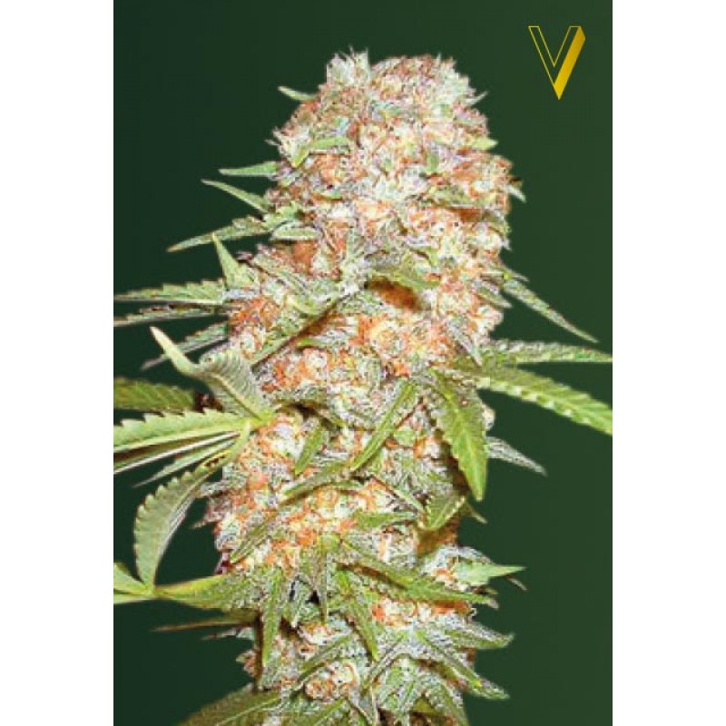 An image of Auto Super Extra Skunk