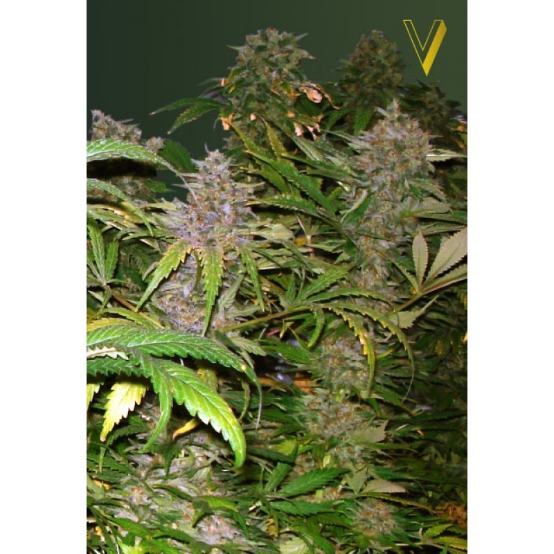 An image of Bubblegum+ Pro