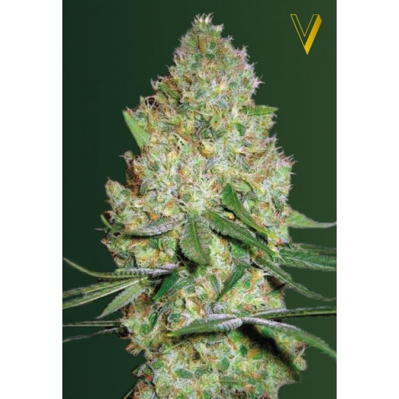 An image of Chronic Monster XXL