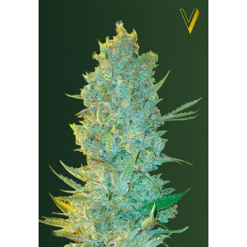 An image of OG Kush