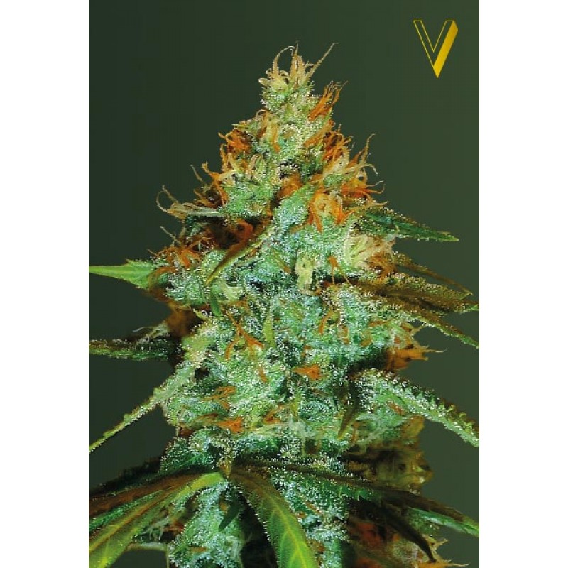 An image of Original Limonade Skunk