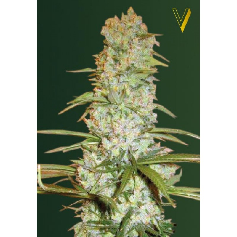 An image of Red Russian XXL