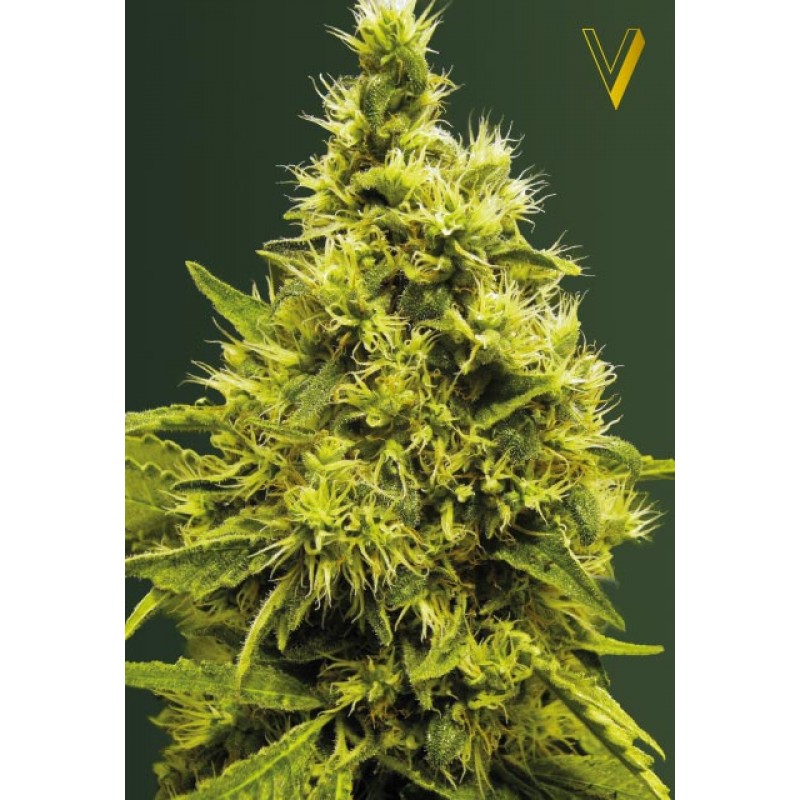 An image of White Widow