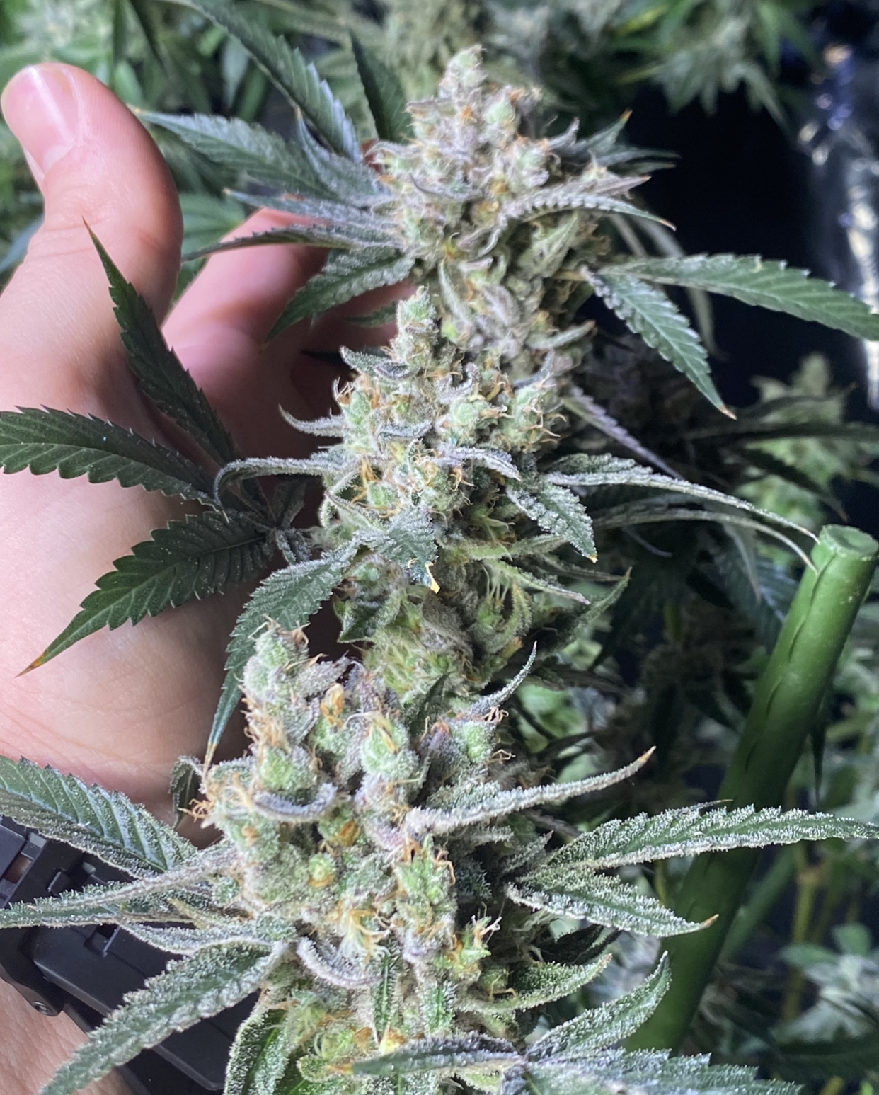 An image of Purple Dodgers x Thor’s Hammer F4