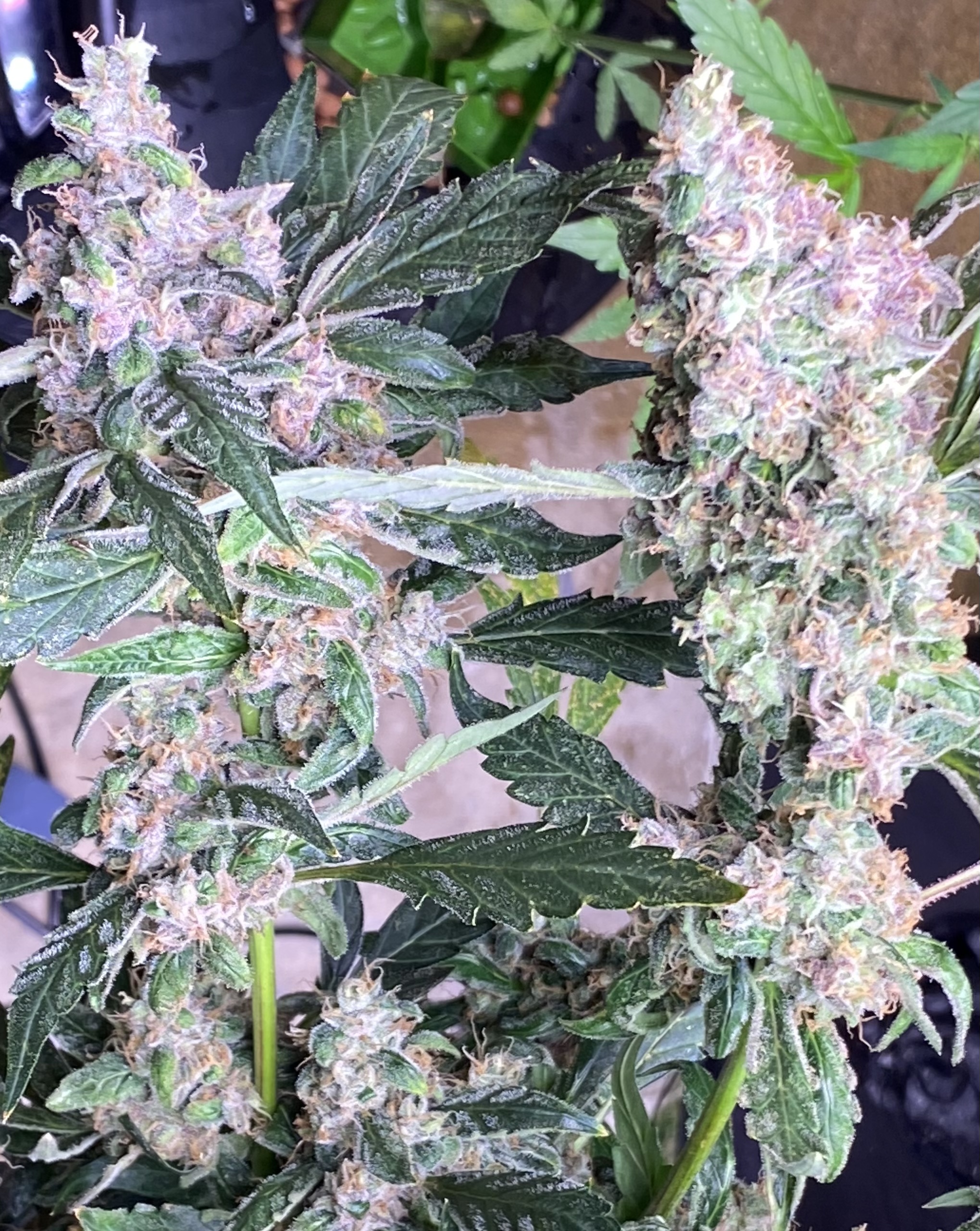 An image of Runtz x Thor’s Hammer F4