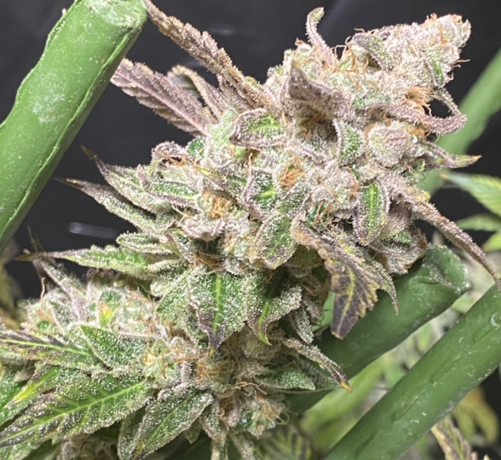 An image of Sundae Driver x Black Cherry Soda x Thors Hammer F4