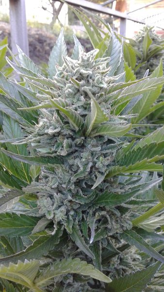An image of Kushdawg