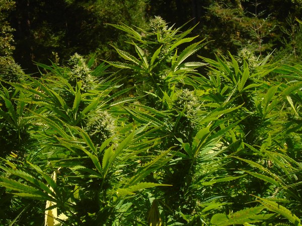 An image of Silver Skunk