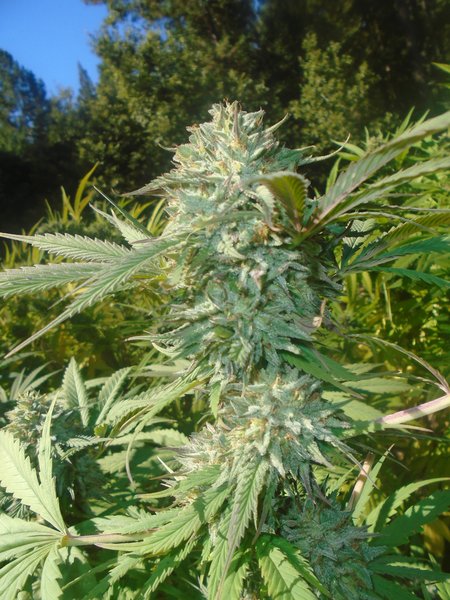 An image of White Dawg