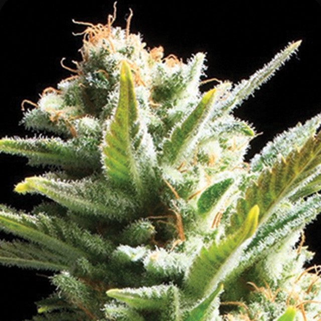 An image of Amnesia