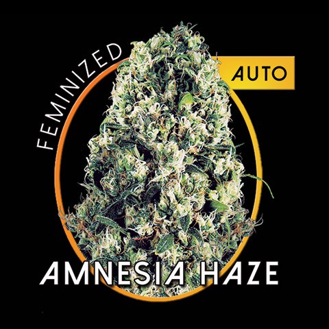 An image of Amnesia Haze Auto