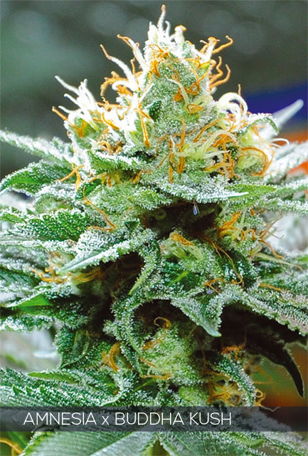 An image of Amnesia X Buddha Kush