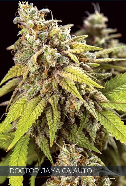 An image of Doctor Jamaica Auto