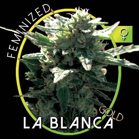 An image of La Blanca Gold
