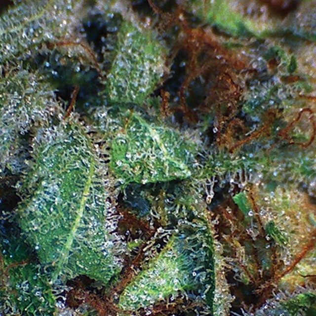 An image of NY Diesel