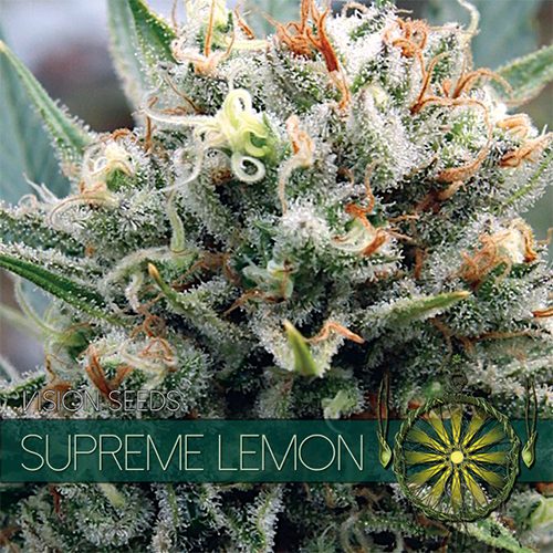 An image of Supreme Lemon