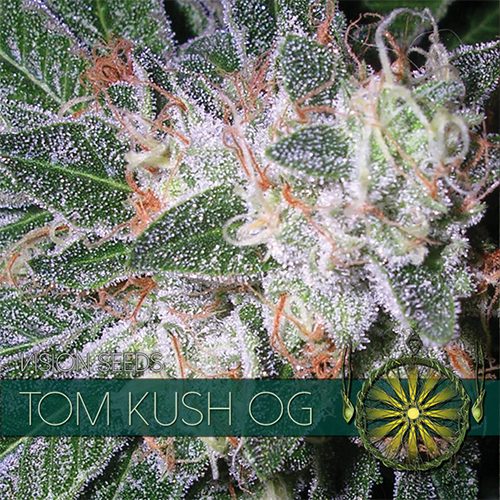 An image of Tom Kush OG