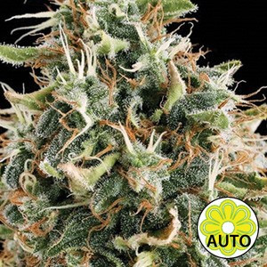 An image of White Widow Auto