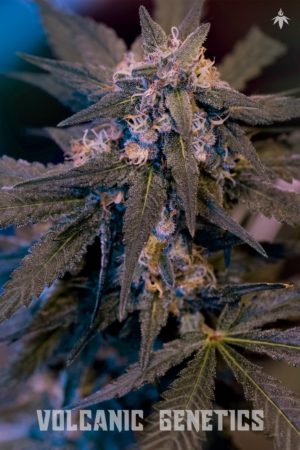 An image of Jungle Skunk