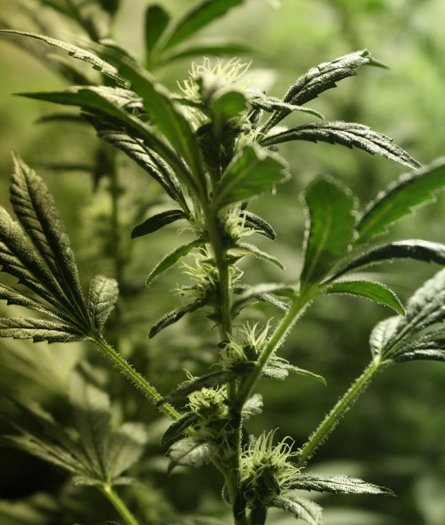 An image of Hash Plant