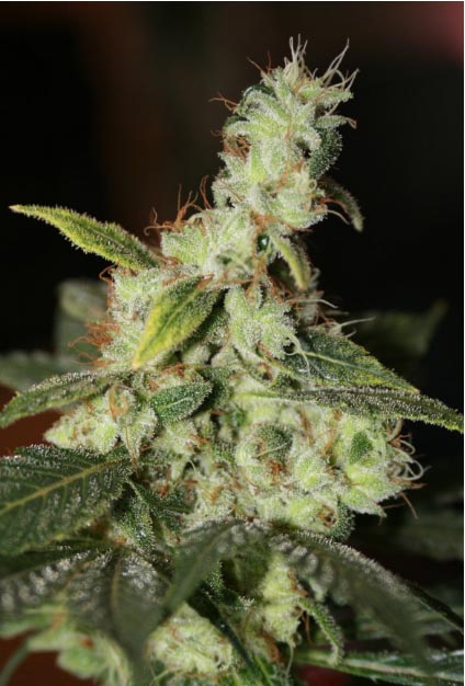 An image of White Diesel
