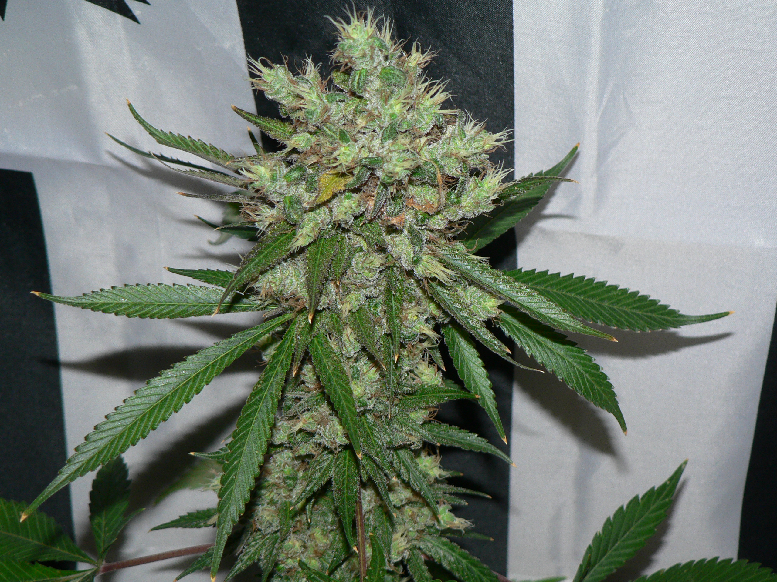 An image of Durban Diesel