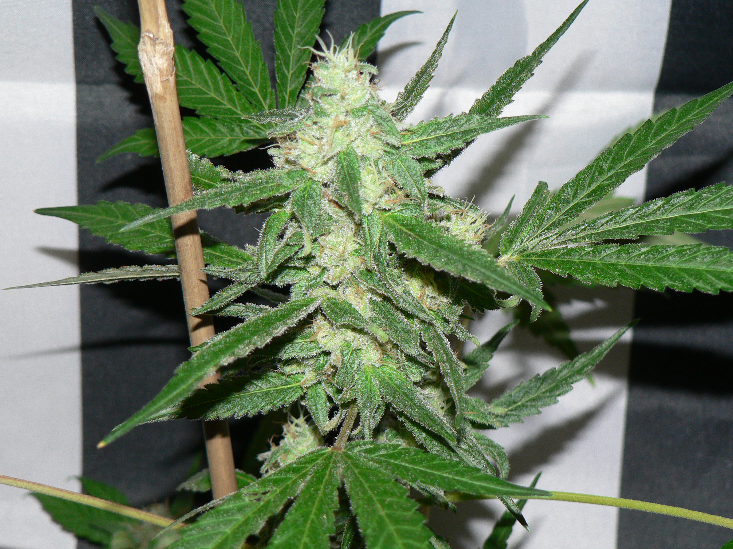 An image of Sour Princess