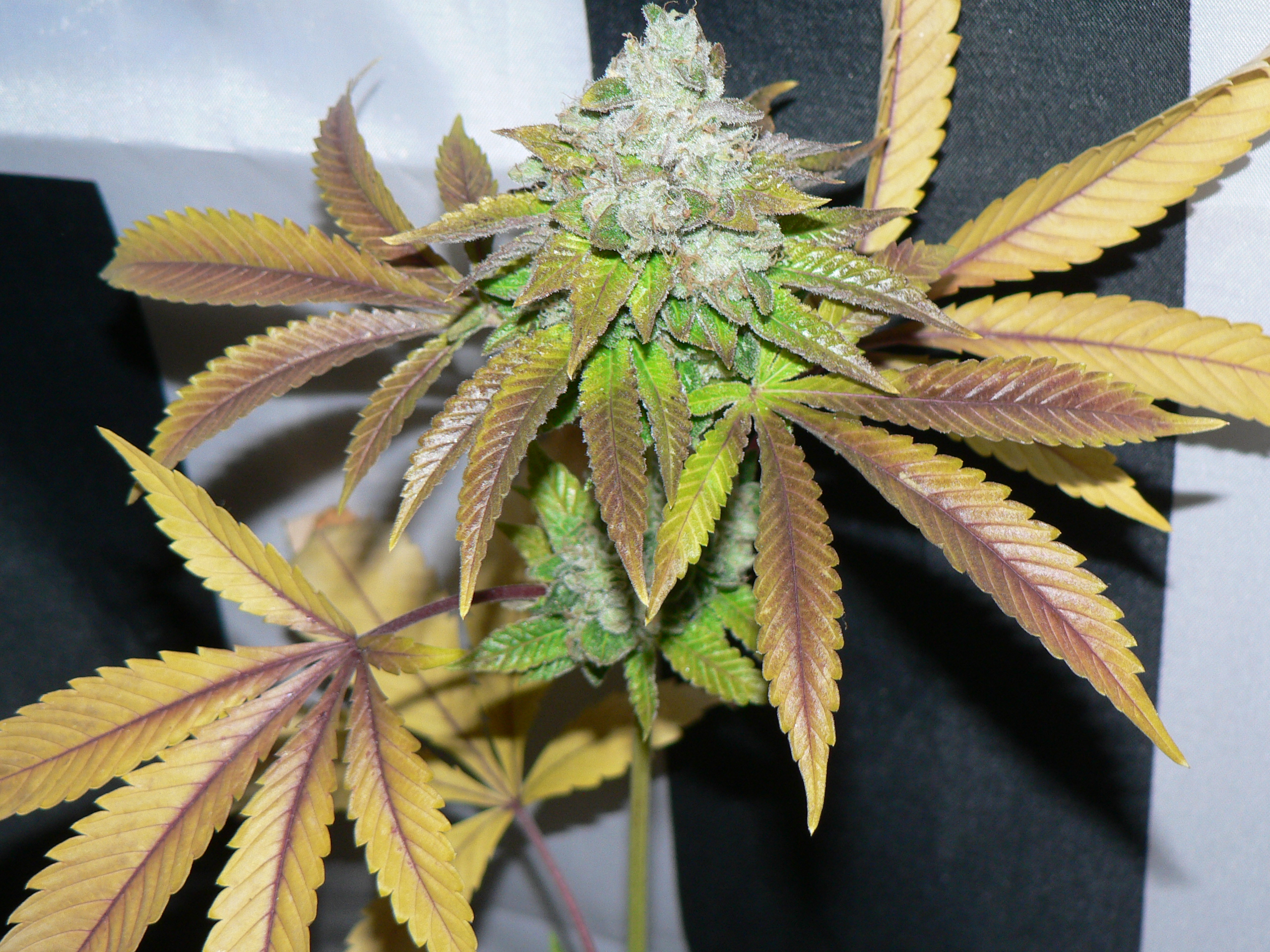 An image of Triple Sour Diesel