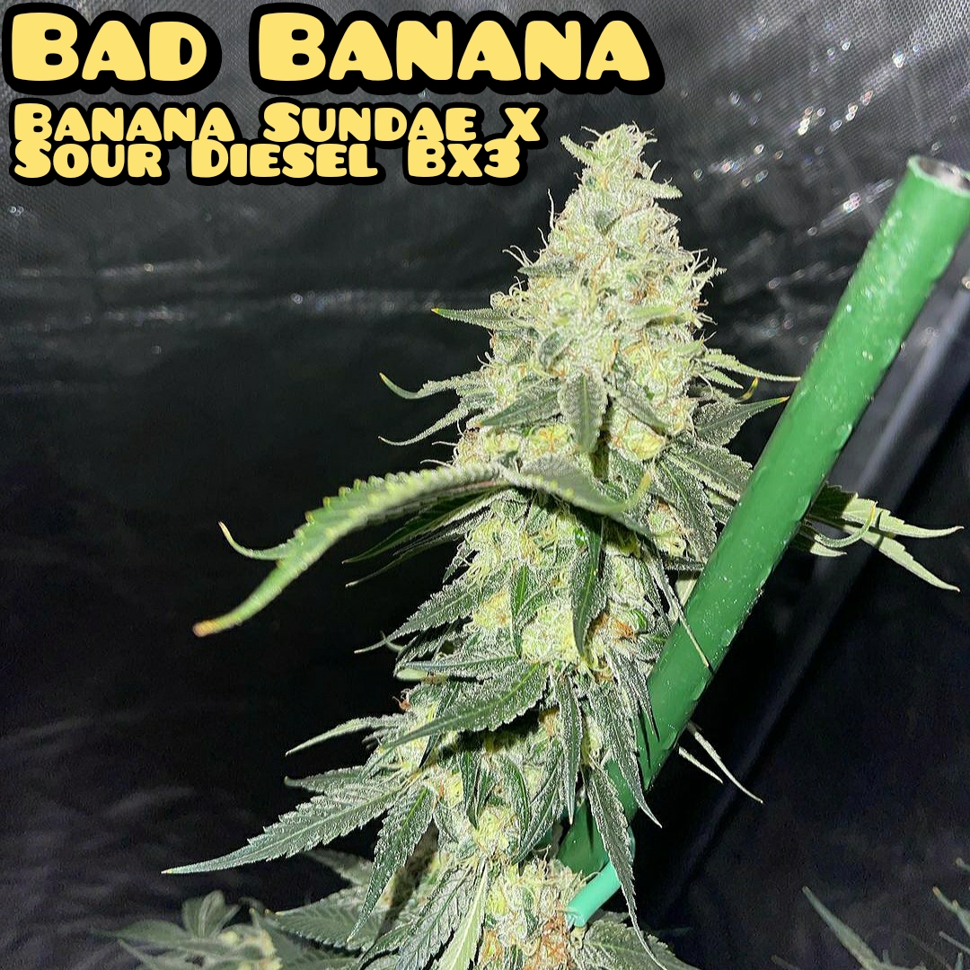 An image of Bad Banana