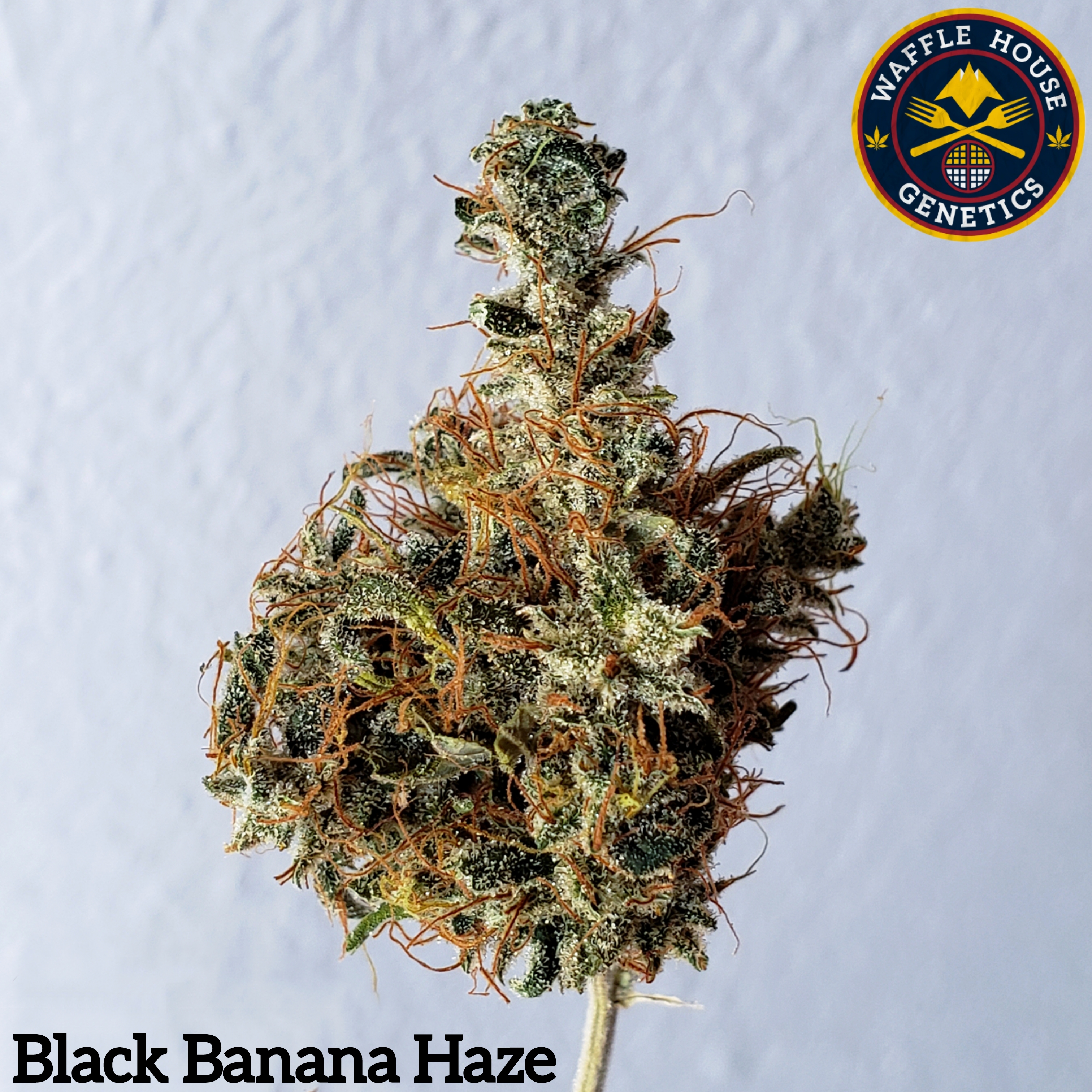An image of Black Banana Haze