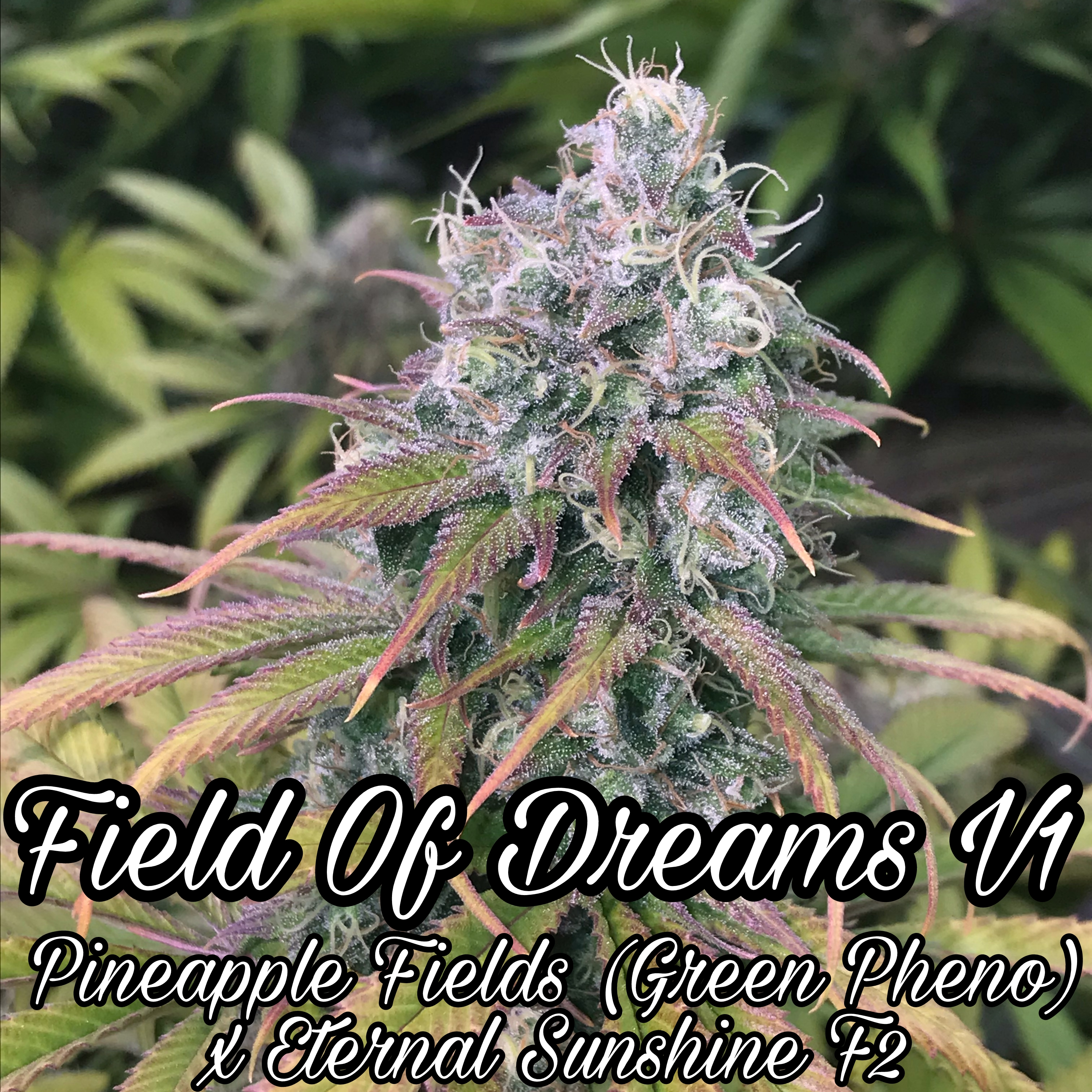 An image of Field of Dreams V1